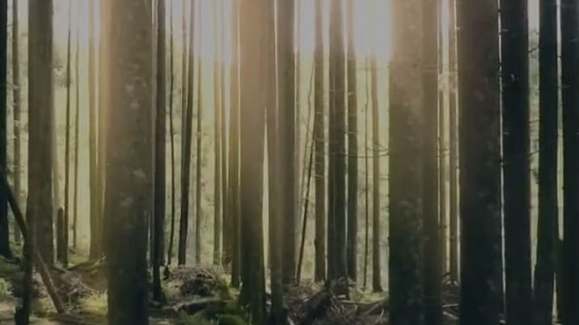 原始深林里的一束光