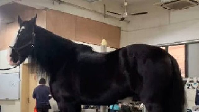 看看庞然大物的夏尔马是怎么修蹄甲的！