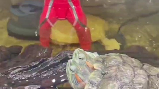 奥特之父以就位