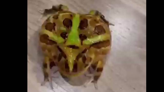 看把孩子气的都会倒着走了