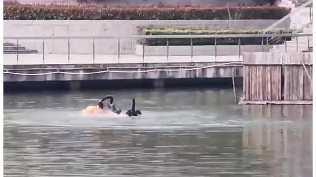 体院小伙儿和黑天鹅干起来了