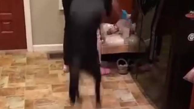 当狗子知道自己要出去玩