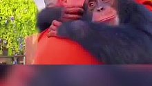 被救助猩猩和恩人激情拥抱热吻，这感情太感人了