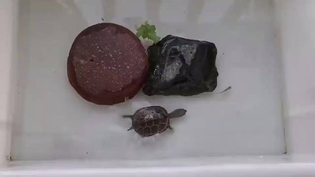 龟：能不能追上不知道，不过肯定活的比它久