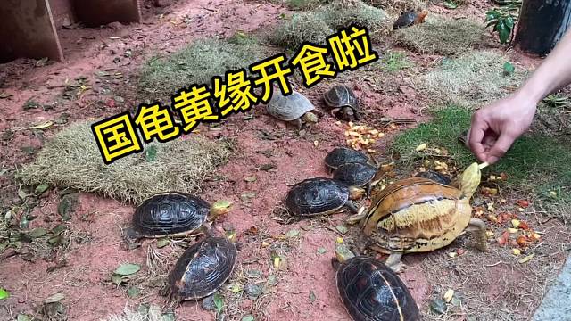 冬眠过后第一餐