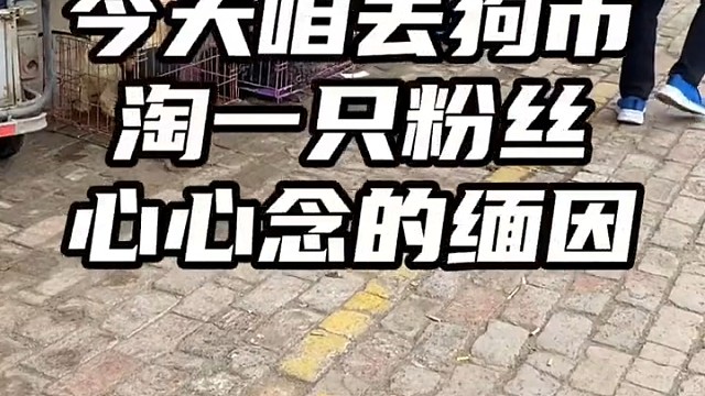 这样的缅因你感觉合适吗