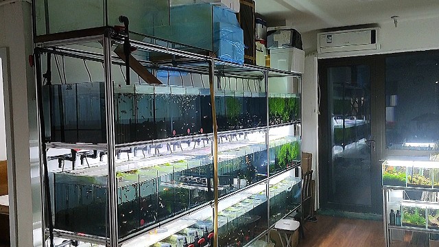 鱼室又搬家了，系统缸拆装不难但是工作量大，好在有几个鱼友帮忙！