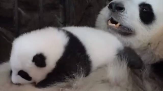 熊猫牌摇摇床有点巴适