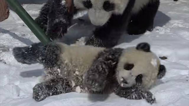 熊猫到底有多坑娃