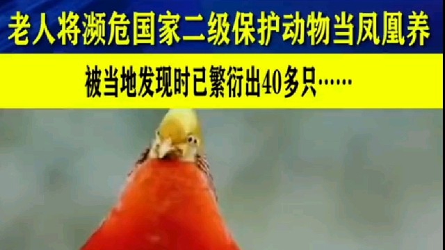 老人家将国家二级保护动物当成鸡养，被当地发现时已养出好几窝