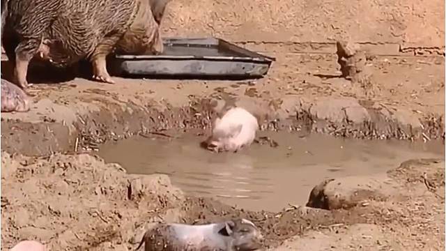 猪都比我们快乐