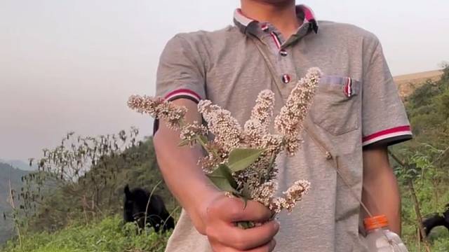 又是放羊的一天好开心