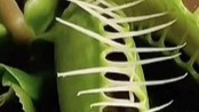 咱说他为嘛不跟我斗一把？