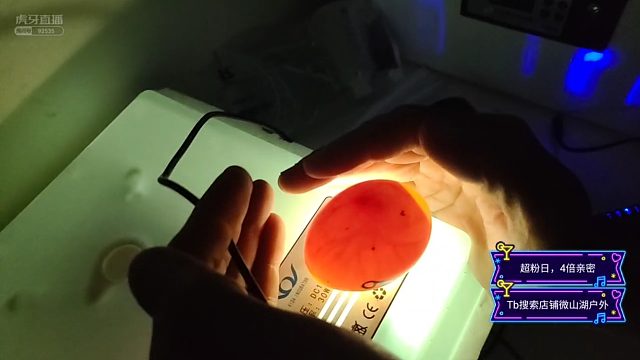 【微山湖】带你们看看鸬鹚蛋