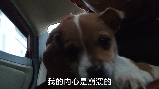 我可能不是人但你是真的狗