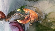 海边退潮赶海太过瘾了，大青蟹抓到爽，个头又大又肥