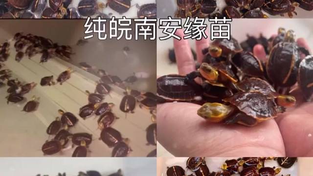 中国五大闭合龟