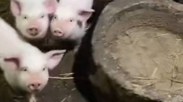 这是怎么说服的