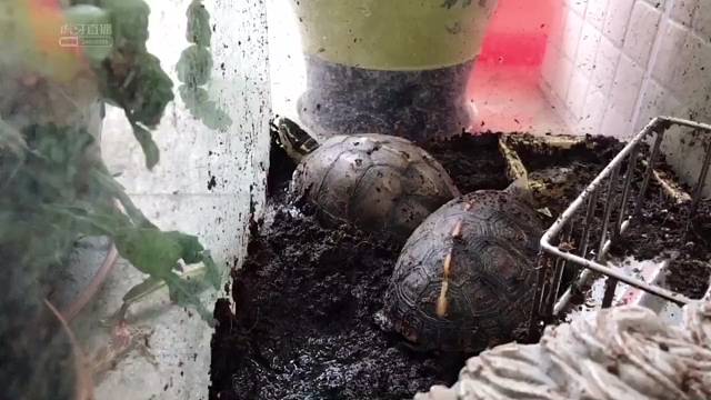 一起来看半水龟呀