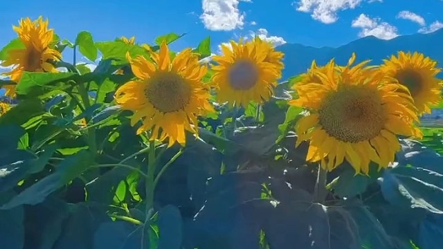 原原本本，津津有味，一起前进成诗，一起欣赏文字，成就与享受，爱与未来，我的蓝天碧海，得意茉莉