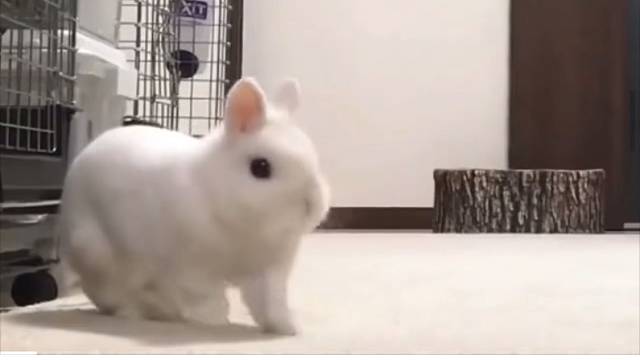 兔兔来啦，猛男们的少女心开始融化了