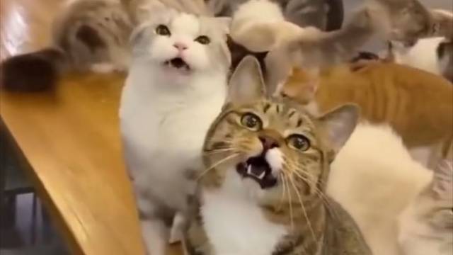 狸花猫:我没让你讲话的时候就别吭声