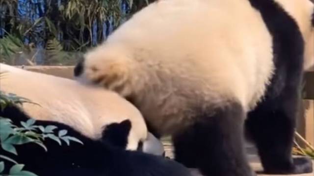 这屁股擦得高级