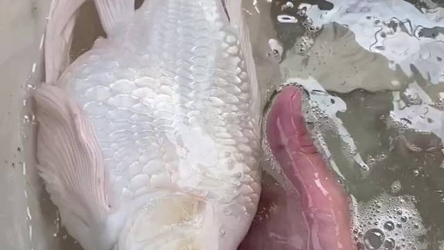 蝴蝶鲤水中白蝴蝶