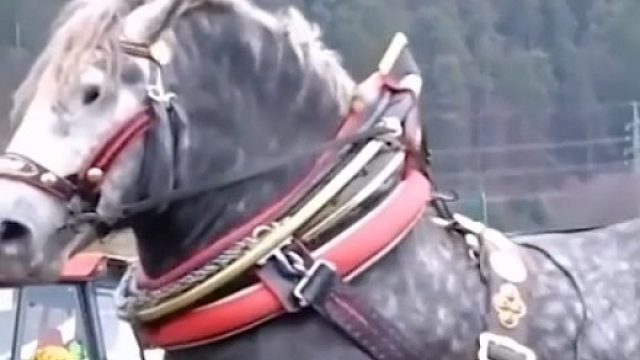 体型最大的马-夏尔马