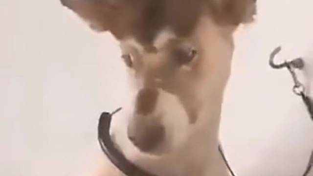 托尼，麻烦剪一下就好了