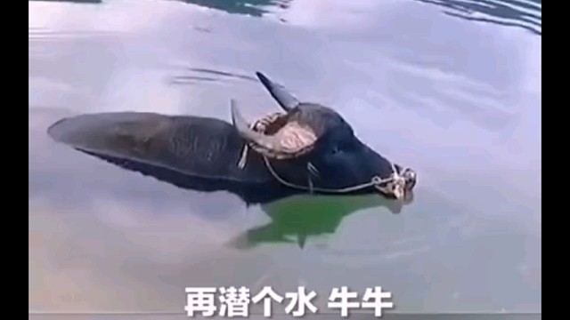 牛牛在美女一次次夸奖中迷失了自我