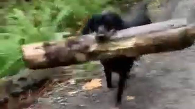 狗狗对树枝能有多狂热，狗子：不管多大的树枝，只要能叼起来就都是我的！