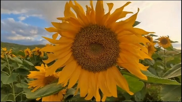 确确实实，日日向好，你是我的，半截的诗，剩下半截的是，我的爱与未来，原意茉莉