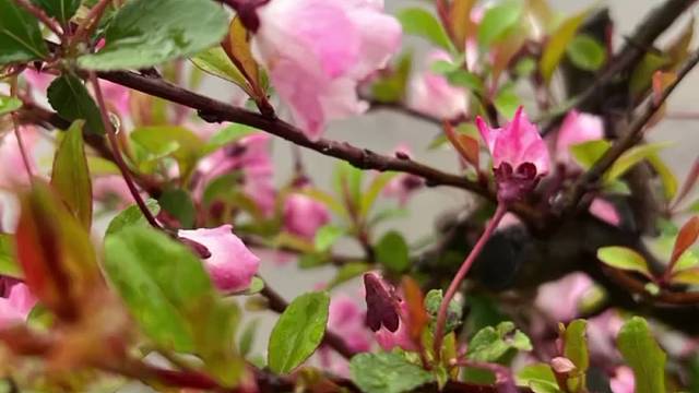 春意款款，岁月缓缓✨