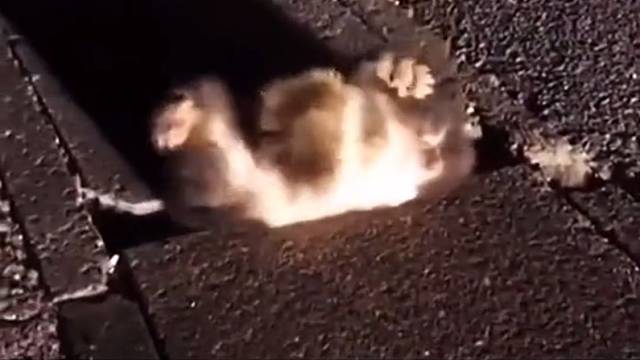 真想提一下尾巴