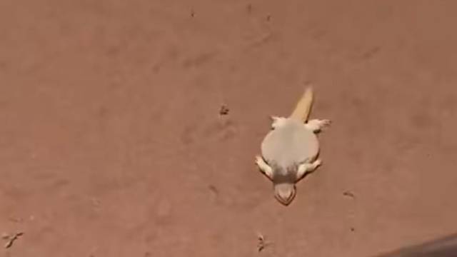 抓到一只正在沙滩上午休的蜥蜴