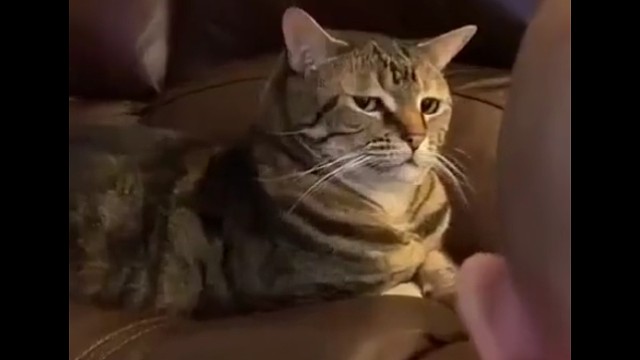 哈哈哈这猫眼神足以征服任何人！