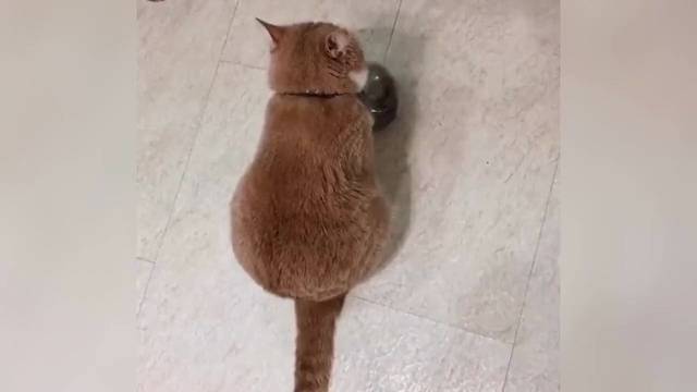 喵星人早已饥渴难耐