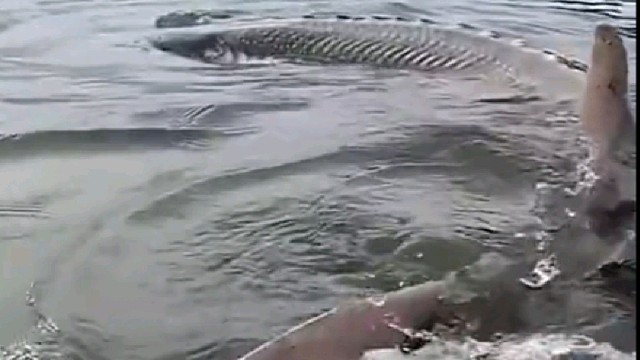 大家看看这是什么