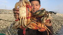 大海退潮赶海发现遍地的螃蟹洞，兴哥连挖十几个，最后抓4个青蟹