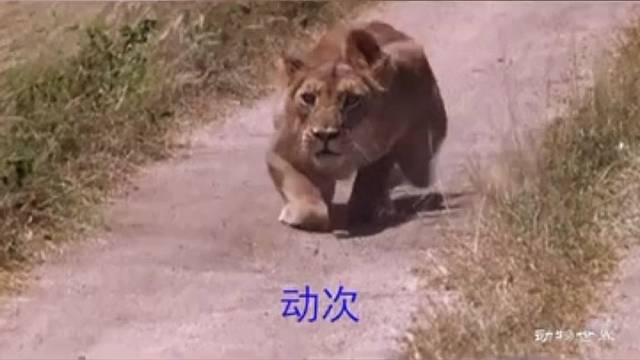 我打猎经验少，你别骗我
