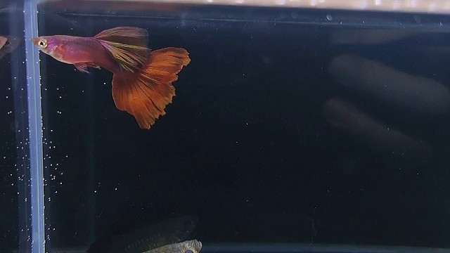 【孔雀鱼】小野