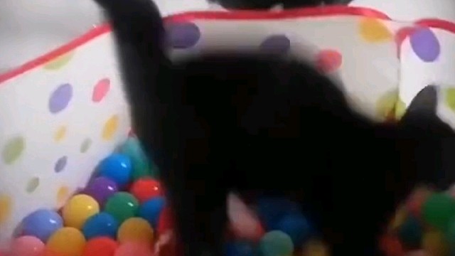 特别火的猫咪来了