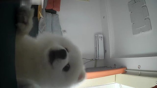 主人想通过监控看看狗狗，没想到狗狗在监控前开始抱怨起来了，快点回家陪陪毛孩子吧