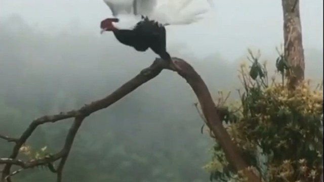 白鹇，国家二级保护动物