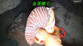 阿平赶海在水坑内发现一个金蛋螺，有三到五年的年龄堪称螺王