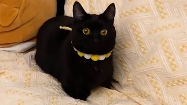 你看电视上有好看的太监吗？