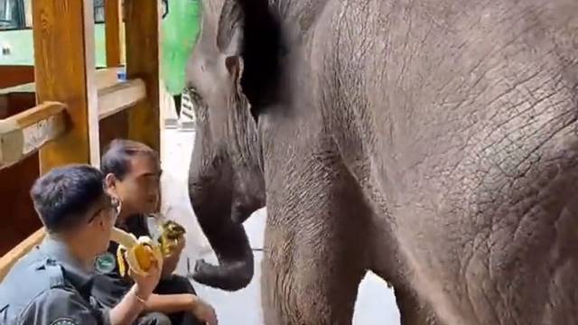 大象:这俩人能处，不护食