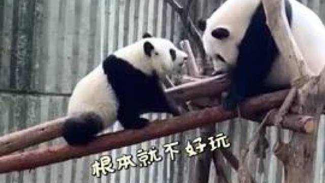 熊猫坑娃大合集