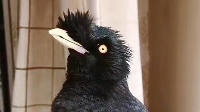 别当八哥面说羞羞的话啊，这货会学